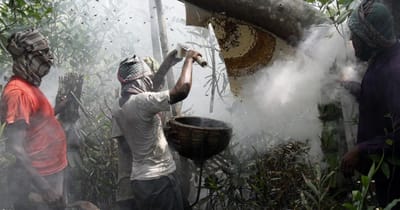 100% Pure Sundarban Honey 500gm (মধু)_img_1